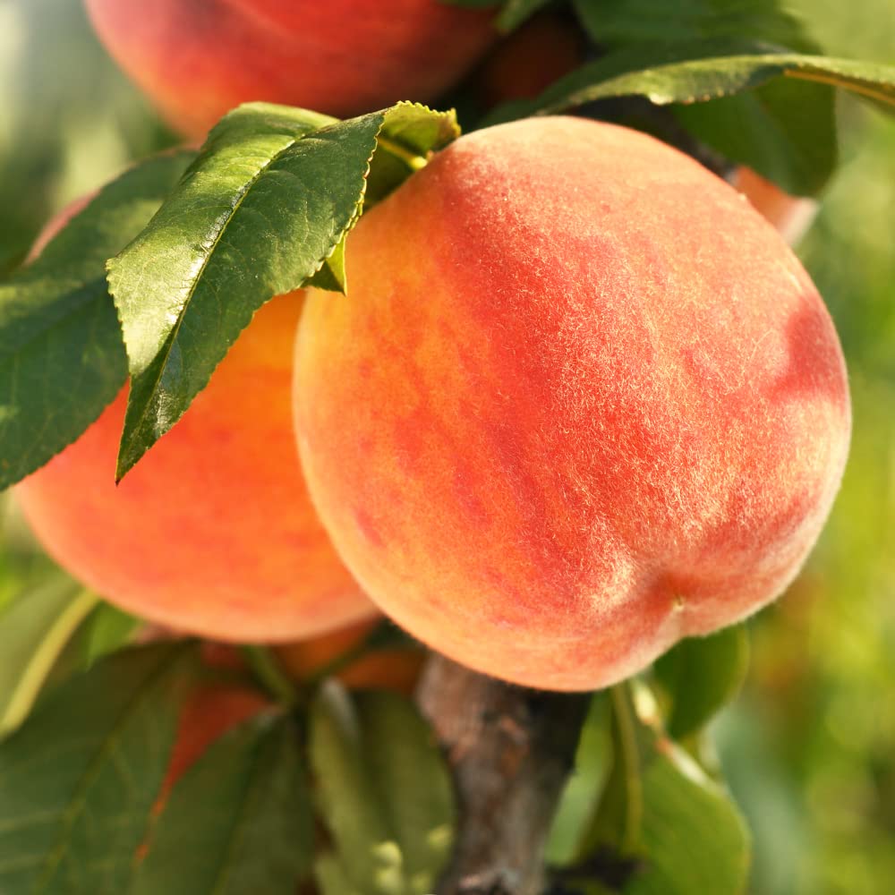 Amazon.co.jp: 桃の苗木 ひめこなつ 4～5号ポット【品種で選べる果樹苗